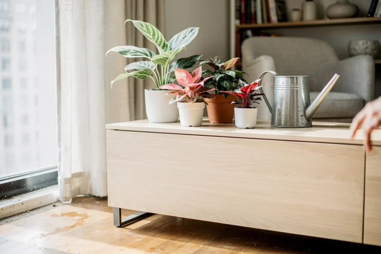 As aglaonemas, plantas perfeitas para cultivar em casa